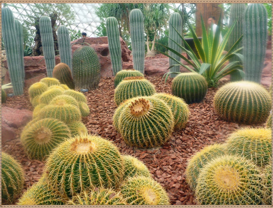 昙花一现你见过吗？辰山植物园~沙生植物馆