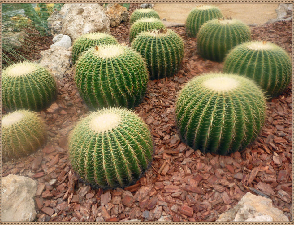 昙花一现你见过吗？辰山植物园~沙生植物馆