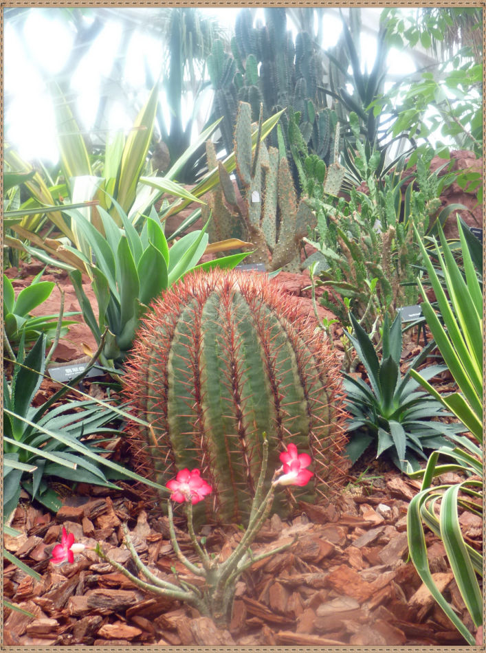 昙花一现你见过吗？辰山植物园~沙生植物馆