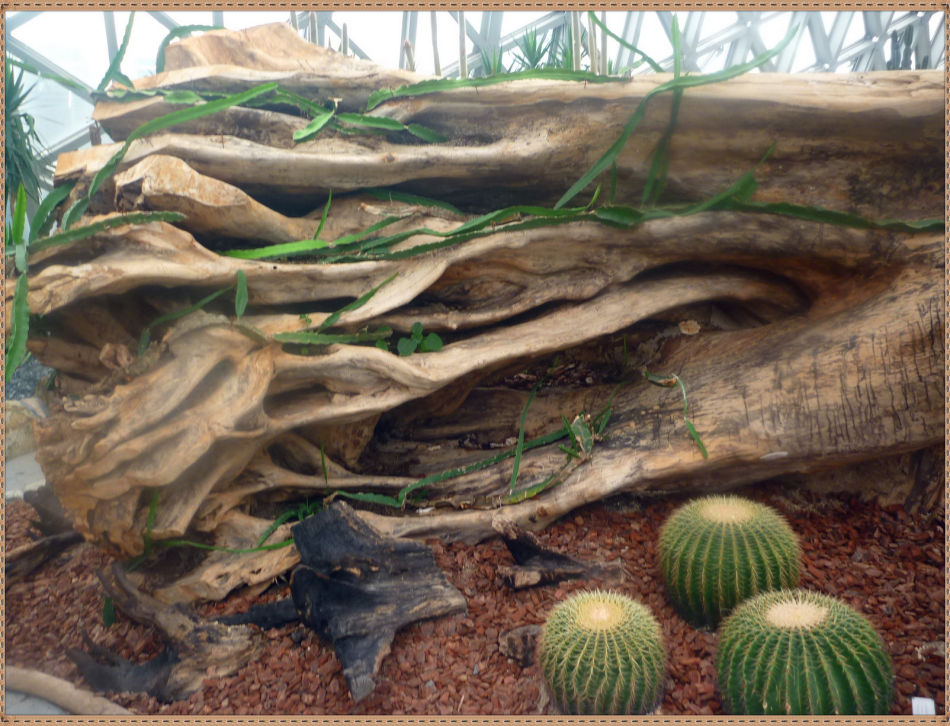 昙花一现你见过吗？辰山植物园~沙生植物馆