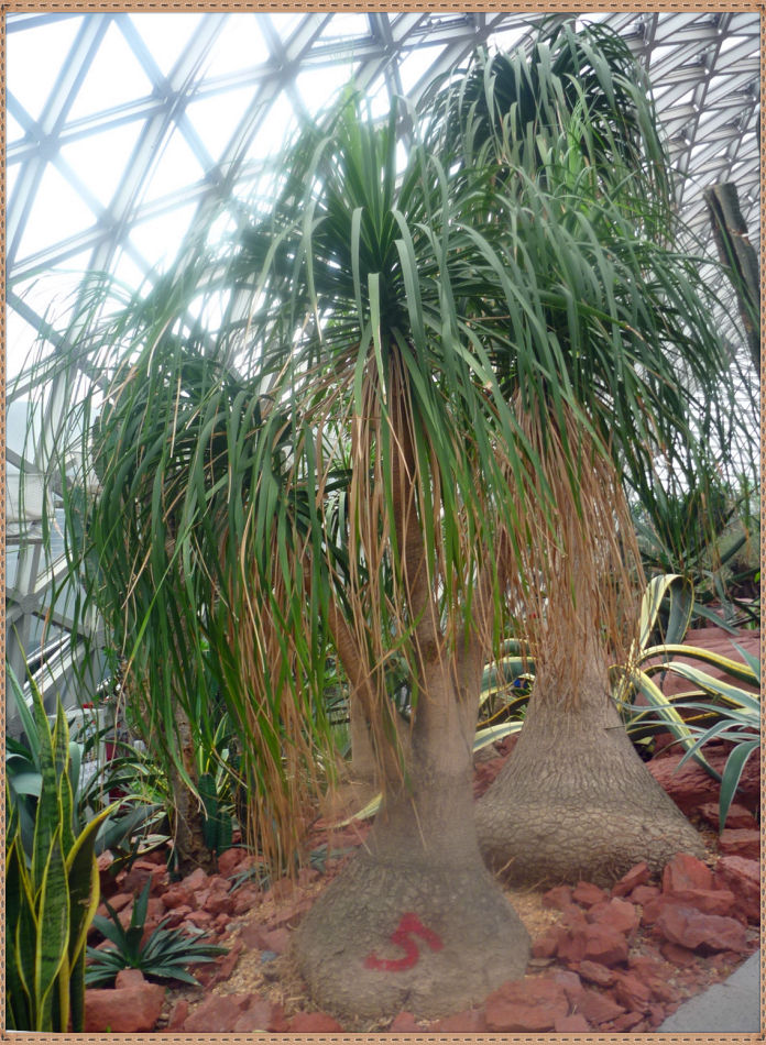 昙花一现你见过吗？辰山植物园~沙生植物馆