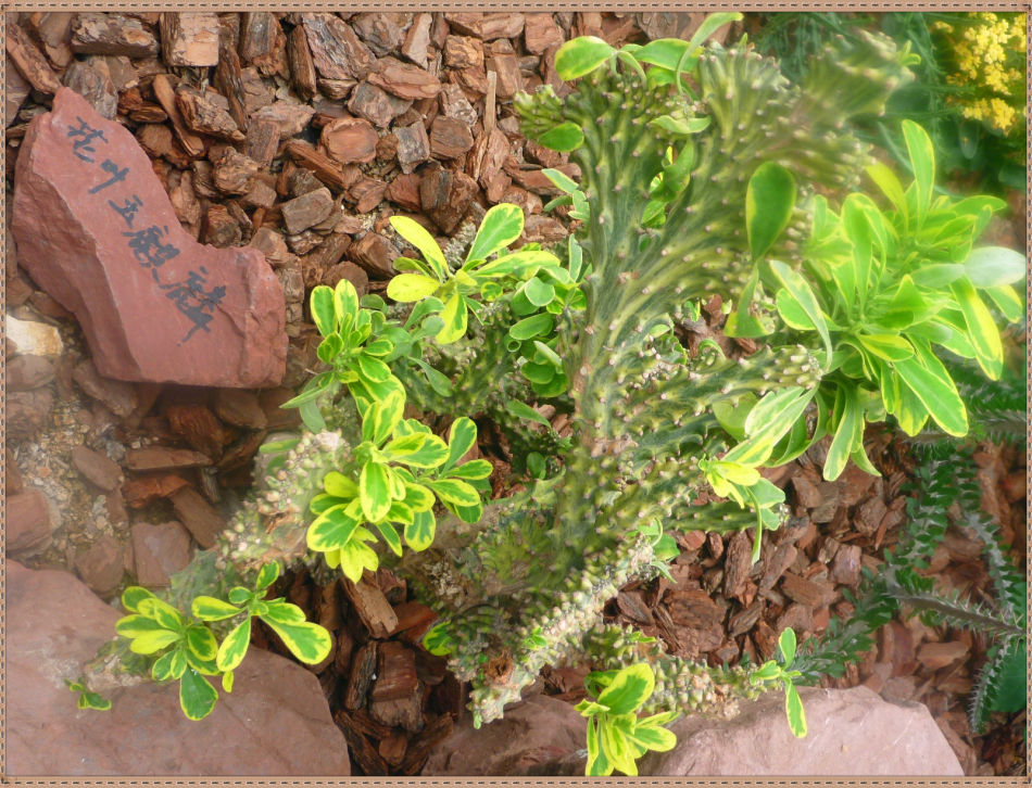 昙花一现你见过吗？辰山植物园~沙生植物馆