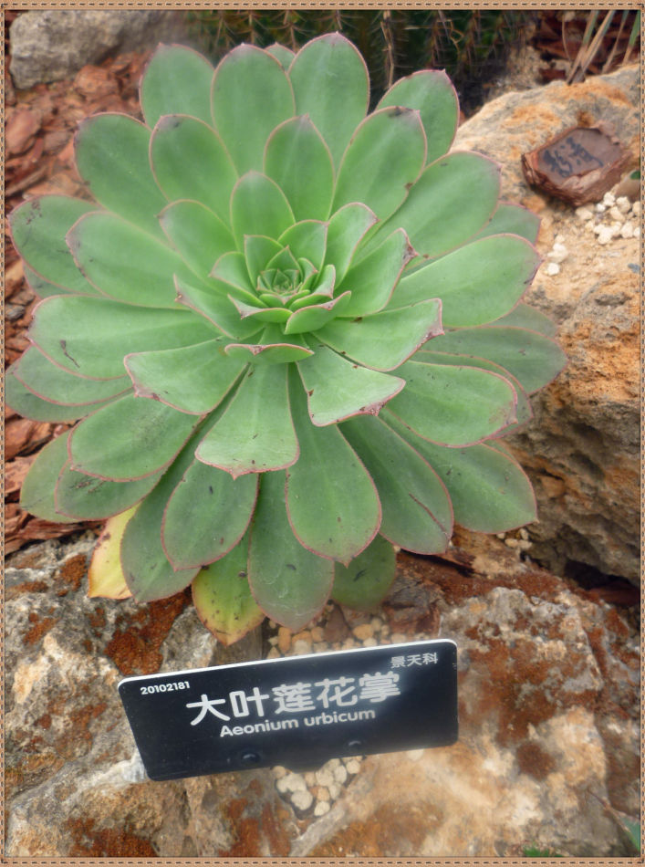 昙花一现你见过吗？辰山植物园~沙生植物馆