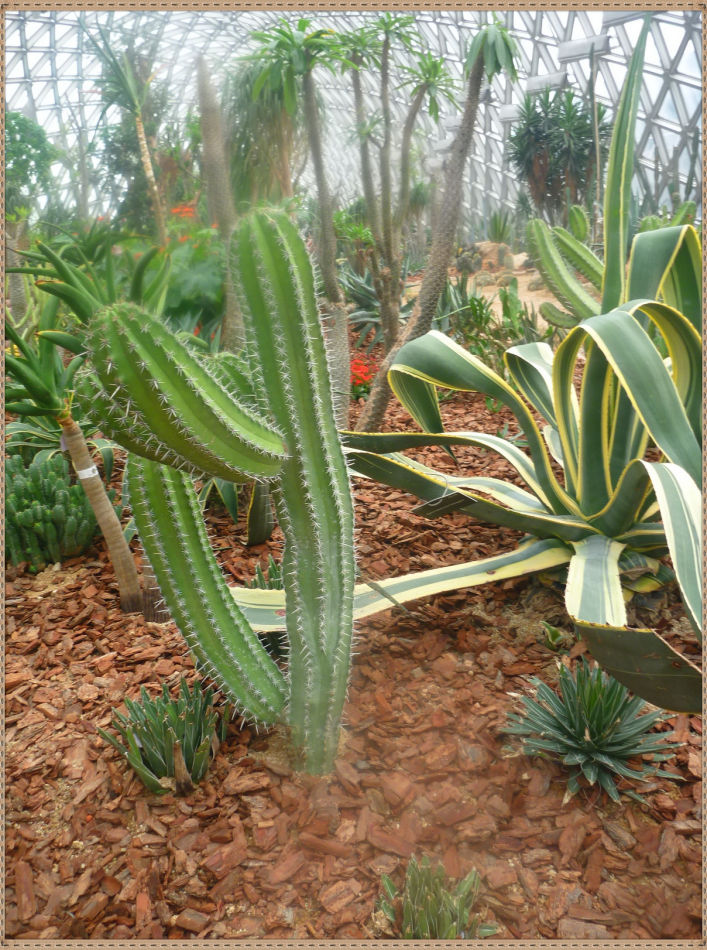 昙花一现你见过吗？辰山植物园~沙生植物馆