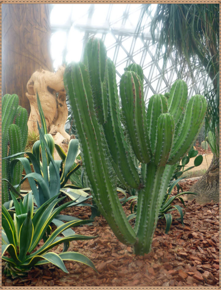 昙花一现你见过吗？辰山植物园~沙生植物馆