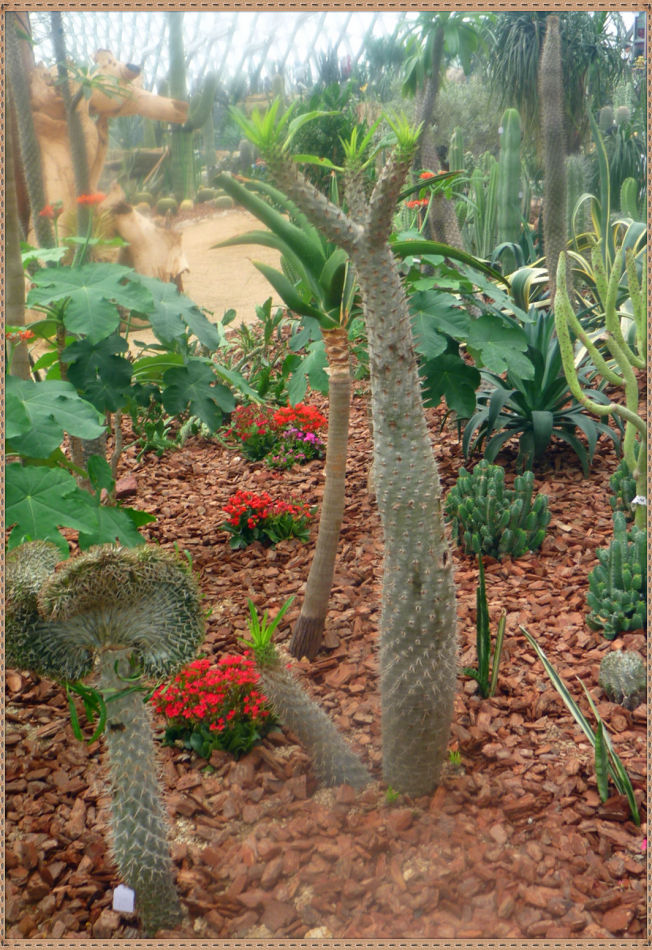 昙花一现你见过吗？辰山植物园~沙生植物馆