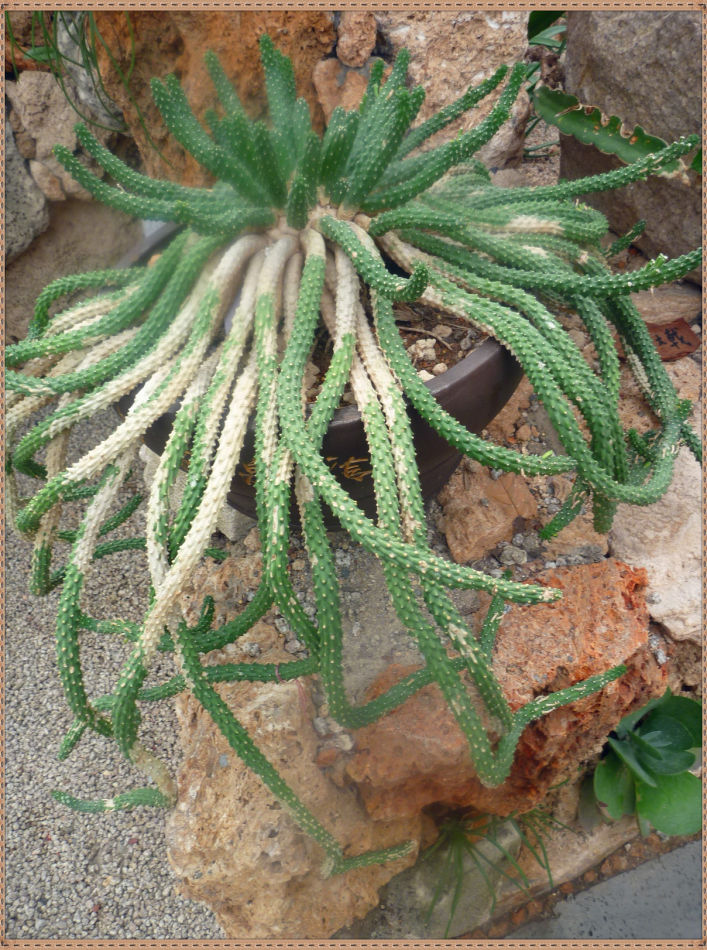 昙花一现你见过吗？辰山植物园~沙生植物馆