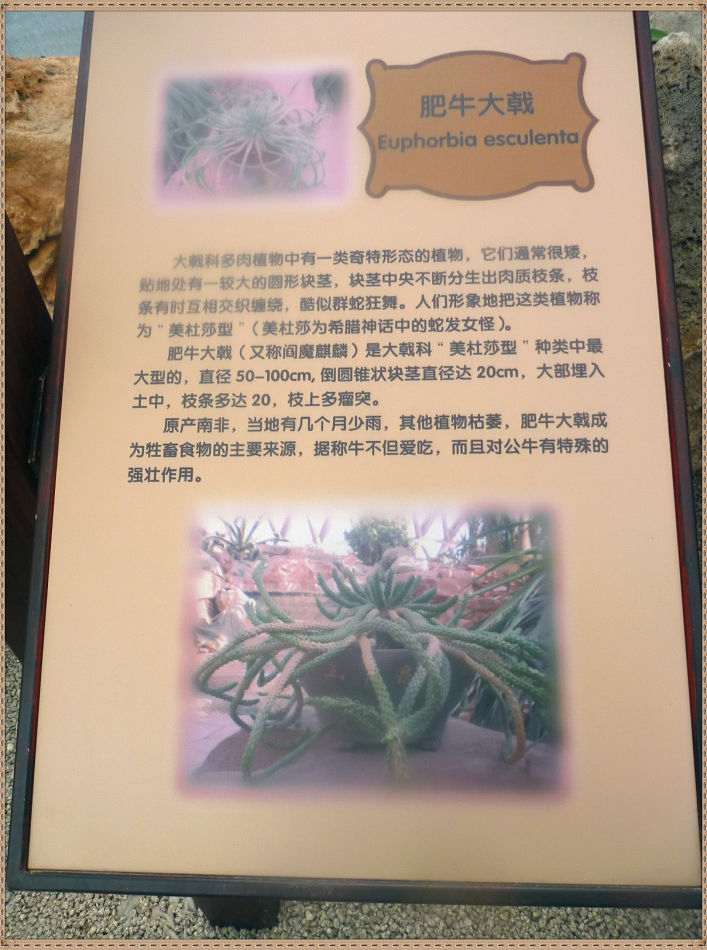 昙花一现你见过吗？辰山植物园~沙生植物馆