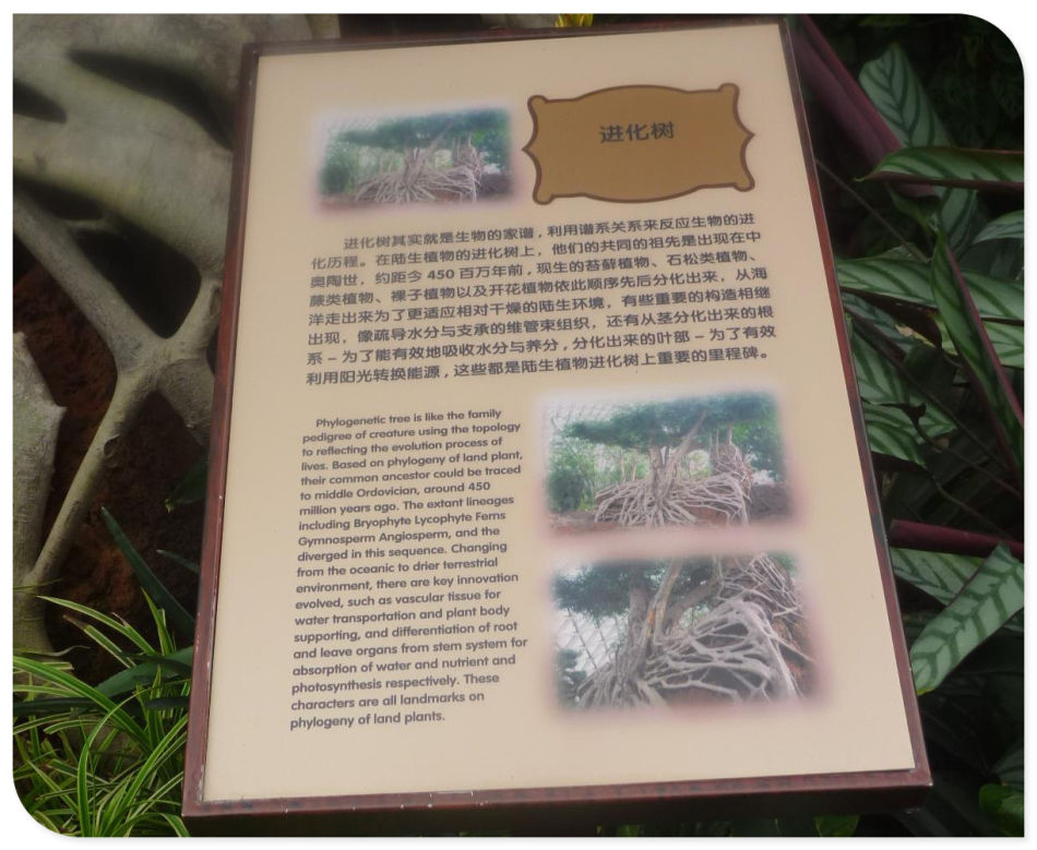 你见过见血封喉吗？辰山植物园~珍奇植物馆