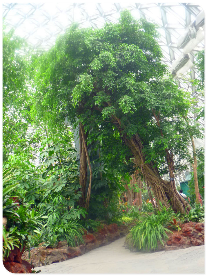 你见过见血封喉吗？辰山植物园~珍奇植物馆