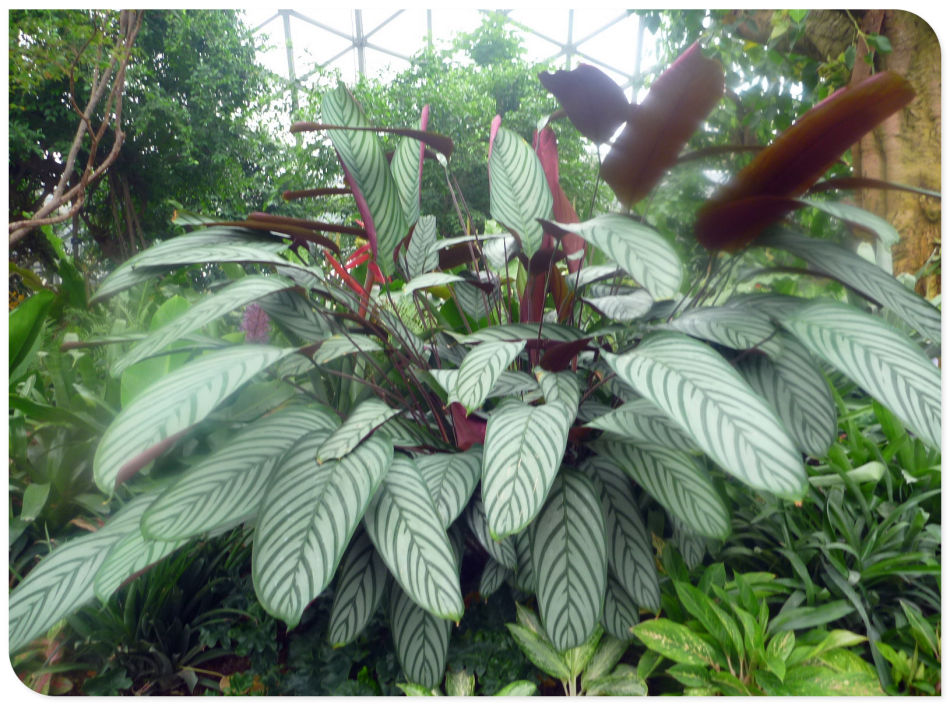 你见过见血封喉吗？辰山植物园~珍奇植物馆