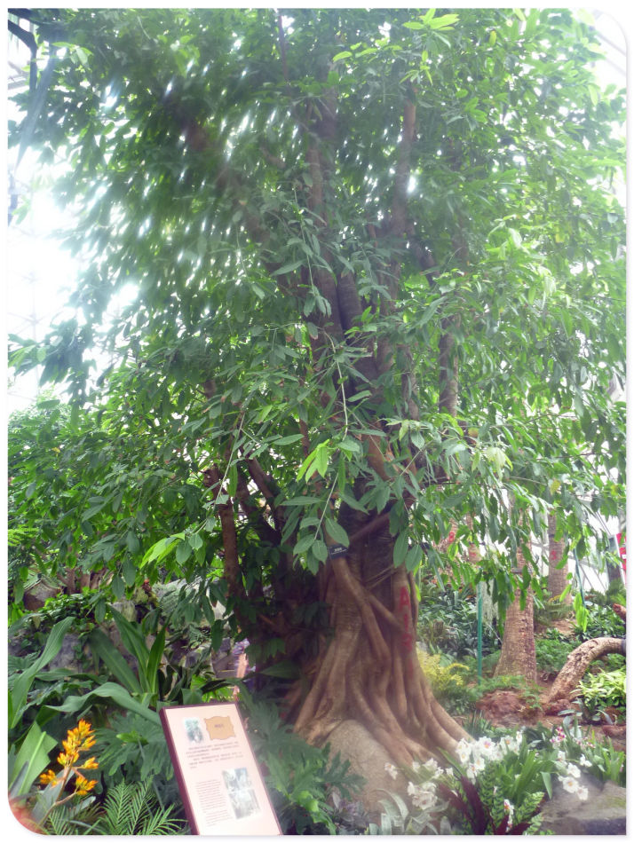 你见过见血封喉吗？辰山植物园~珍奇植物馆