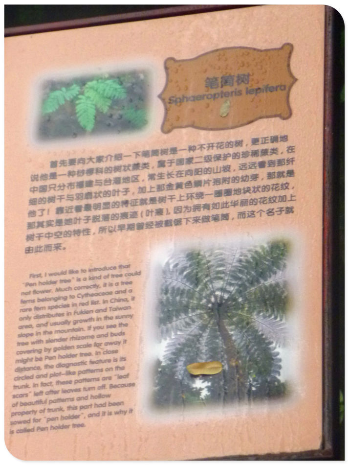 你见过见血封喉吗？辰山植物园~珍奇植物馆