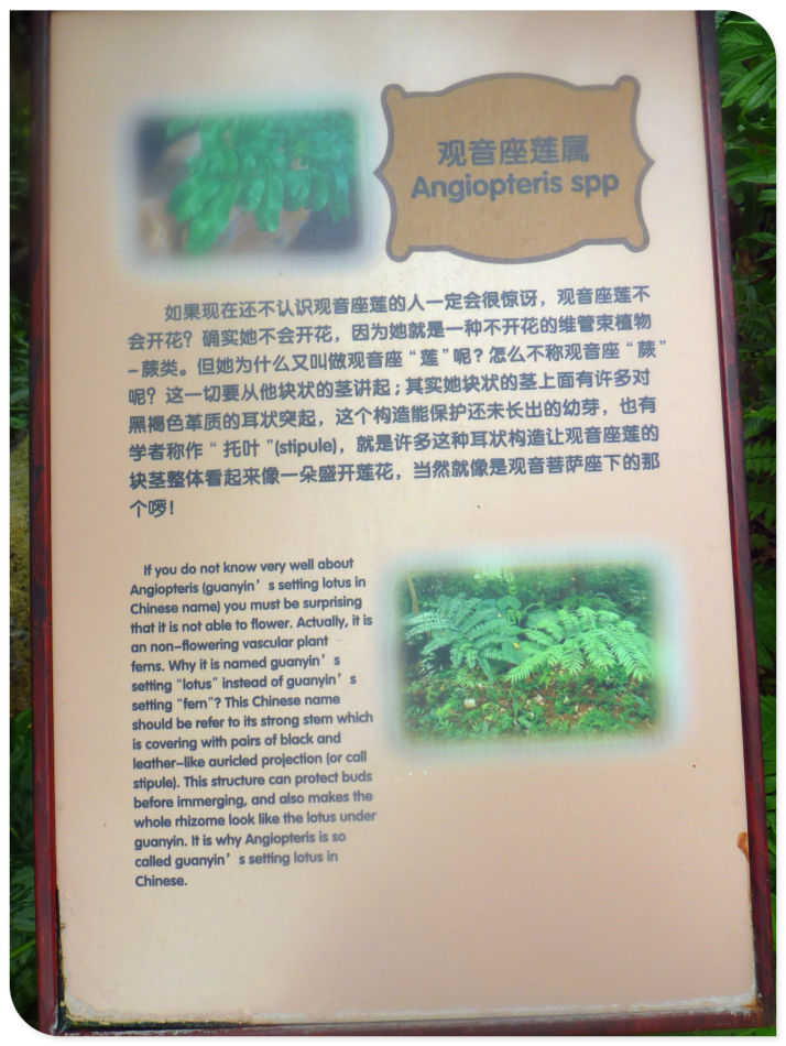 你见过见血封喉吗？辰山植物园~珍奇植物馆