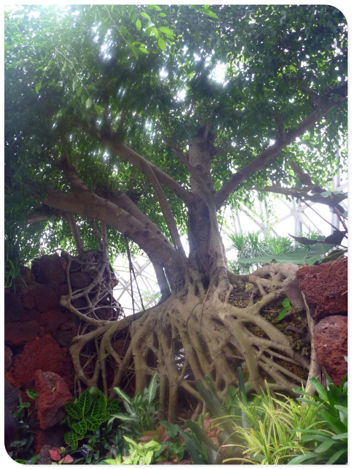 你见过见血封喉吗？辰山植物园~珍奇植物馆