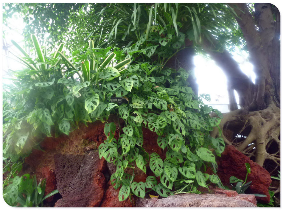 你见过见血封喉吗？辰山植物园~珍奇植物馆