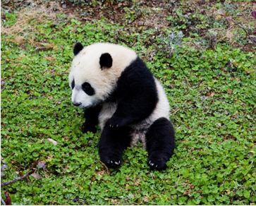 急skr人！出生一年还没名字 都江堰四只滚滚等你来取名