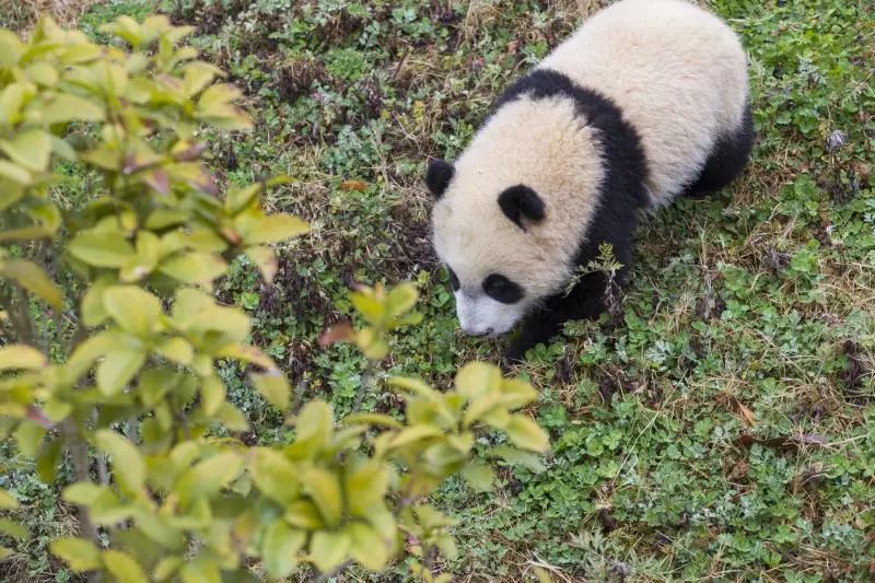 急skr人！出生一年还没名字 都江堰四只滚滚等你来取名